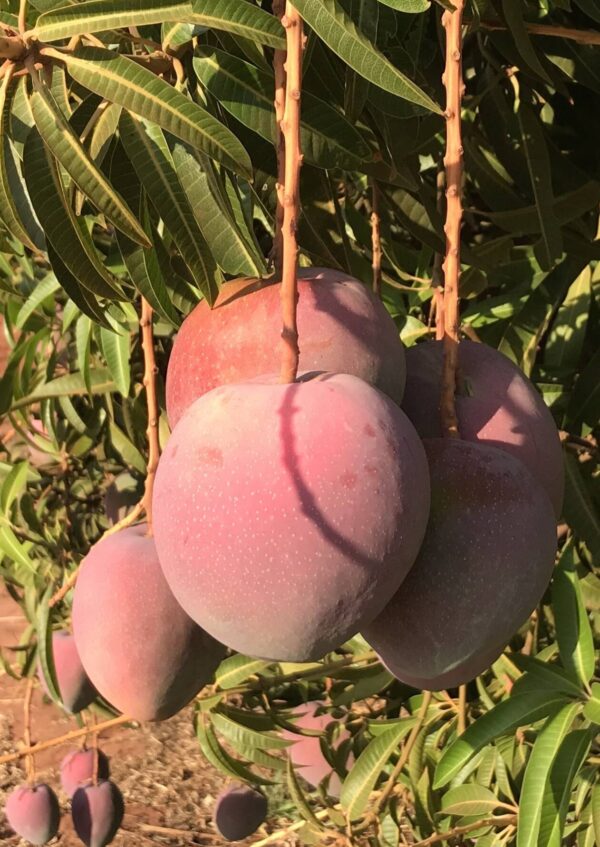 Lady Jane  Mango Fruit Plant Grafted 2 ft