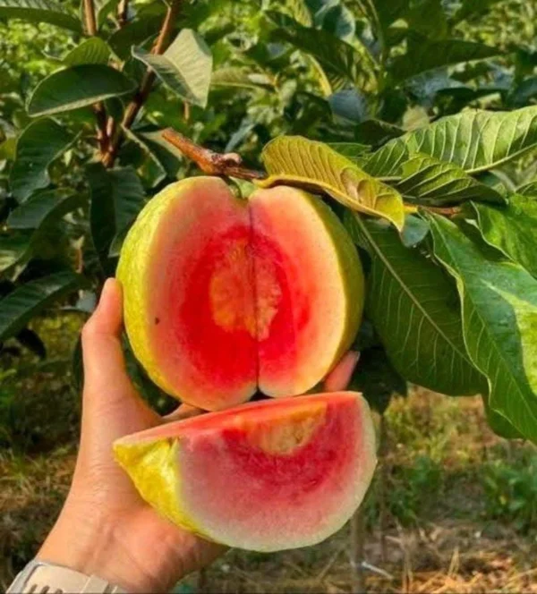 Red diamond gauva hybrid grafted