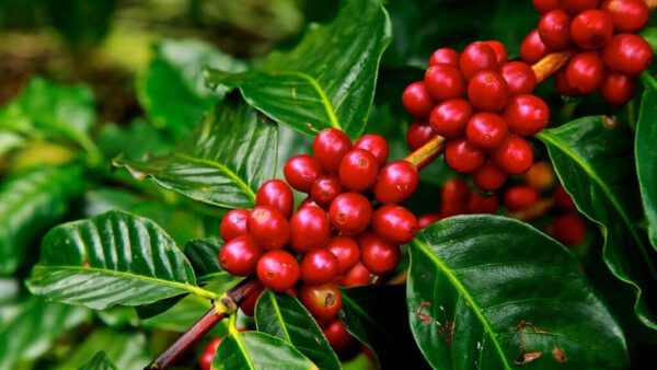 Coffee Plant