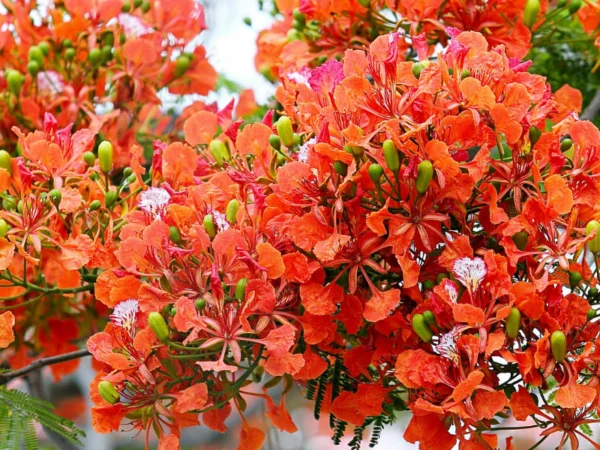 Royal Gulmohar