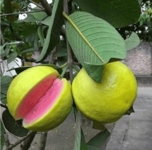 Taiwan Pink Gauva, All Time Fruiting 1 ft