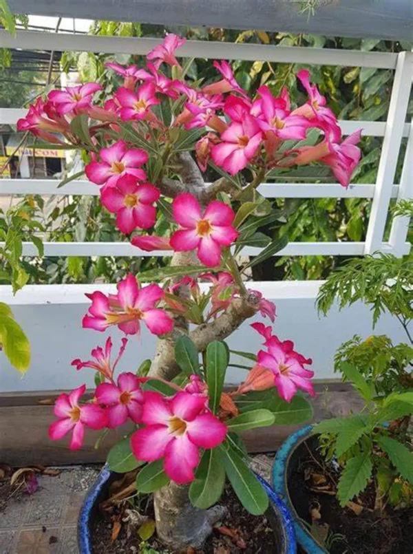 Adenium (Desert Rose)