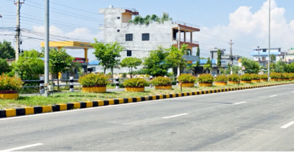 Road Divider Plantation of Himelia Plant in Siddharthanagar,